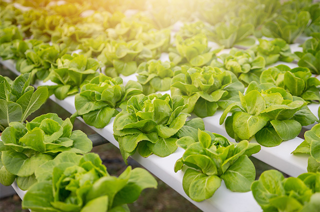 Hydroponic Farm Financing